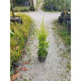 Limoni Servi Çam Fidanı 30-50 Cm