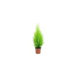 Limoni Servi Çam Fidanı Salon Çamı Boyu 10-20 Cm Limon Kokulu