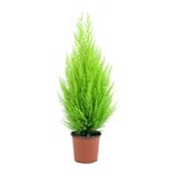 Limoni Servi Cupressus Ev Ofis Salon Çamı 30-40 Cm