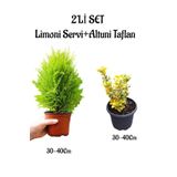 Limoni Servi Fidanı(30-40Cm)+Altuni Taflan(30-40Cm) 2'li Set Saksılı Bahçe Bitkisi, SRD04022025BYB936