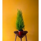 Limoni Servi (‘Goldcrest’)