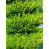Limoni Servi Limon Selvi Fidanı 10 15cm 8 Adet Tüplü Dış Mekan Cupressus Macrocarpa