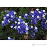 Limonium Sinuatum Blue River Deniz Lavantası Tohumu (30 tohum)