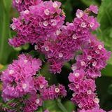 Limonium Sinuatum Deep RoseDeniz Lavantası Tohumu(30 tohum)