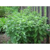 Limonlu Fesleğen Tohumu- 100+ Tohum N11.3533