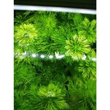 Limpnophila Sessiliflora 5 Dal Kusursuz Akvaryum Bitkisi Canlı Bitki
