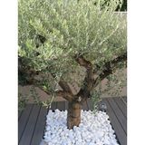 Lin Dekor Beyaz Dolomit Taş 4-6 cm 2 kg Dere Taşı Çakıl Taşı Bahçe Süs Taşı Peyzaj Taşı Dekoratif Taş - 010 - Beyaz