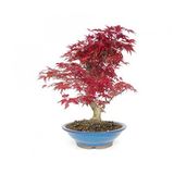 Liquidambar Bonzai Ağacı Tohumu 5 Tohum + Süpriz Bonsai Tohumu