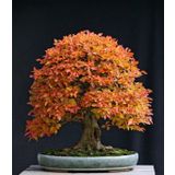 Liquidamber Bonzai Ağacı Ekim Seti 5 Adet Tohum Saksı Toprak Kombin