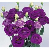 Lisianthus Çiçeği Tohumu ( Katmerli, Bodur ) Mavi Renkli - 5 Tohum
