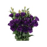Lisianthus Lale Gül Advantage Serisi - Mor 5 Tohum