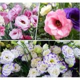 Lisianthus Lale Gül Gelin Buketi Serisi - Karışık 5 Tohum