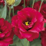 Lisianthus Lale Gül Gelin Buketi Serisi - Kırmızı 5 Tohum