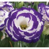 Lisianthus Lale Gül Gelin Buketi Serisi - Mavi Nokta 5 Tohum