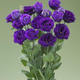 Lisianthus Lale Gül Gelin Buketi Serisi - Mor 5 Tohum