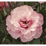 Lisianthus Lale Gül Gelin Buketi Serisi - Pembe 5 Tohum