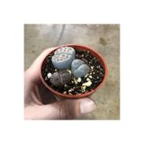 Lithops Yaşayan Taş Kaktüs Sukulent 5,5 Cm Saksıda