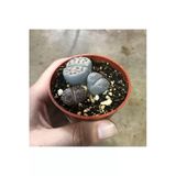 Lithops Yaşayan Taş Kaktüs Sukulent 5,5 Cm Saksıda