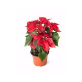 Little Miss Kaktüs Atatürk Çiçeği / Poinsettia / Ponsetya / Euphorbia Pulcherrima (35 Cm) - Ev Ve Ofis Bitkisi