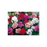 LOBELYA TOHUMCULUK 10 Adet Karışık Renkli Sardunya Çiçeği Tohumu