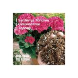 LOBELYA TOHUMCULUK Sardunya Tohumu Filizlendirme Toprağı 1 Litre Özel Karışım Toprak