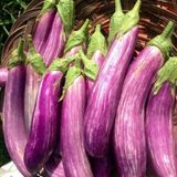 Long Variegated Uzun Etli Patlican Tohumu (15 Tohum)