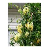 Lonicera Caprifolium Hanımeli Çiçeği Fidanı 10-20 Cm