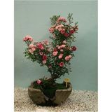 Look Bodur Pembe Gül Bonzai Ağacı Tohumu 5 Adet Tohum Bonsai Ağacı Tohumu TH-8777963100556