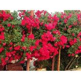 Look Kokulu Kırmızı Cherry Belle Sarmaşık Gül Tohumu(10 Tohum) TH-4348409715286