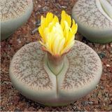 Look Lithops Pseudotruncatella Sukulent Tohumu TH-9154684654823