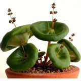 Look Nadir Şemsiye Çiçeği Crassula Umbrella Tohumu / 5 Adet Tohum TH-THMCMTHM434