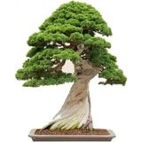 Look Okaliptüs Bonzai Ağacı Tohumu 5 Adet Bonsai Ağacı Tohumu TH-87779641024091
