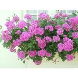Look Sakız Sardunya Tohumu Pembe TH-987456315842