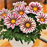 Look Şeritli Gazanya Çiçek Tohumu 10 15 Adet TH-2022DSHNGLKTHM132