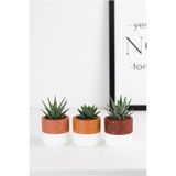 LOREMY Puantiyeli Beton Saksı Üçlü Set Kaktüs&sukulent Saksısı (küçük Boy)