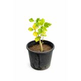 Lotus Botanik Hatmi Fidanı Canlı Bitki (Hibiscus syriacus) | Boy 20–30 cm