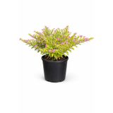 Lotus Botanik Küfeya Bitkisi - Küfeya Çalısı (Cuphea hyssopifolia) – Saksıda Canlı Bitki – 25 cm