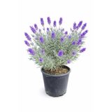 Lotus Botanik Lavanta Çiçeği Çalısı - Canlı Bitki (Lavandula angustifolia) | Boy 50–60 cm