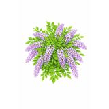 Lotus Botanik Mor Salkım Sarmaşık Canlı Bitki (Wisteria sinensis) | Boy 50 cm