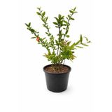 Lotus Botanik Süs Narı Canlı Bitki (Punica granatum var. nana) | Boy 50–60 cm