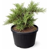 Lotus Botanik Yeşil Yayılıcı Ardıç Canlı Bitki (Juniperus horizontalis) | Çap 60–70 cm