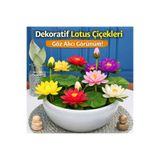 Lotus Çiçeği Tohumu 5 Adet – Nilüfer Çiçeği Tohumu Nadir Kutsal Lotus THMLTS2001