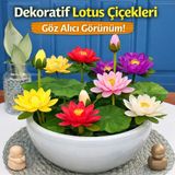 Lotus Çiçeği Tohumu 5 Adet – Nilüfer Çiçeği Tohumu Nadir Kutsal Lotus