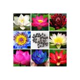 Lotus Çiçeği Tohumu Nilüfer Su Zambağı Tohumu 10 Tohum 1548752032012