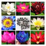 Lotus Çiçeği Tohumu Nilüfer Su Zambağı Tohumu 3 Tohum