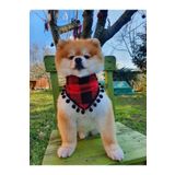Loyal Friend Store Kareli Köpek Fuları (20-35 Cm)