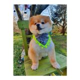 Loyal Friend Store Müzik Notalı Köpek Fuları (20-35 Cm)