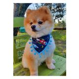 Loyal Friend Store Uzaylı Köpek Fuları (20-35 Cm)