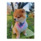 Loyal Friend Store Yıldızlı Köpek Fuları (20-30 Cm)