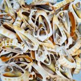 Luahnus Kesik Deniz Kiloluk Deniz Kabuğu (1 KG)